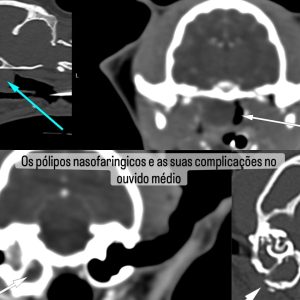 Endoscopia: Pólipos nasofaríngeos felinos e otite média (imagem 1 de 2)