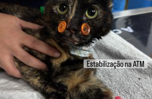 Ortopedia: Síndrome do gato voador em gatos (imagem 3 de 6)