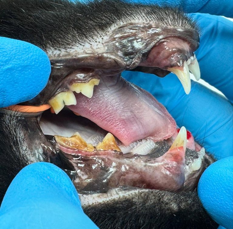 Dentisteria e Odontologia: Reabsorção dentária nos caninos de um gato