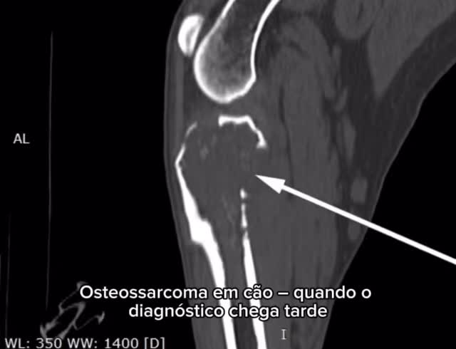 Oncologia: Osteossarcoma em cão com metastização avançada