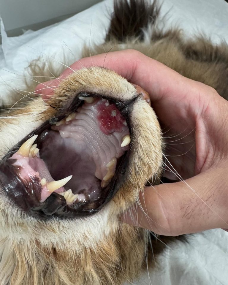 Oncologia: Neoplasia oral felina com metástase encefálica (imagem 1 de 3)