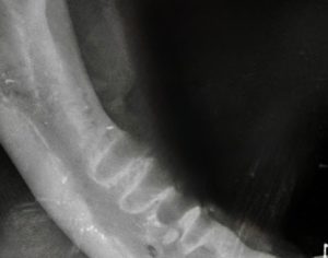 Dentisteria e Odontologia: Ápice migrante em odontologia felina (imagem 2 de 4)