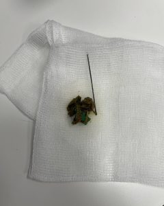 Radiologia: Agulha no intestino de um cão (imagem 3 de 3)
