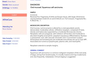 Oncologia: Carcinoma oral agressivo em cão (imagem 3 de 3)