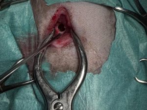 Endoscopia: Otite média em gatos: quando operar (imagem 2 de 3)