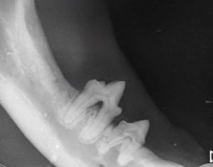 Dentisteria e Odontologia: Ápice migrante em odontologia felina (imagem 1 de 4)
