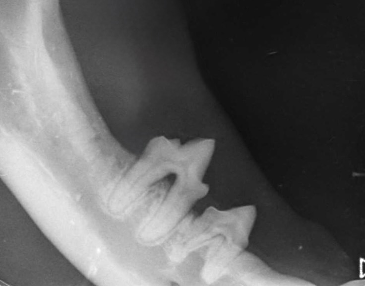 Dentisteria e Odontologia: Ápice migrante em odontologia felina (imagem 1 de 4)
