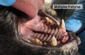 Ortopedia: Síndrome do gato voador em gatos (imagem 2 de 6)