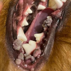 Dentisteria e Odontologia: Papilomatose oral em cães jovens