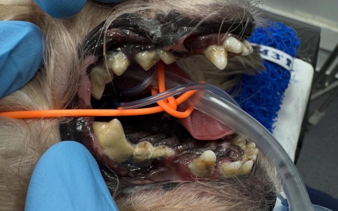Doença periodontal precoce no Yorkshire Terrier