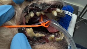 Dentisteria e Odontologia: Doença periodontal precoce no Yorkshire Terrier (imagem 1 de 2)