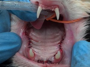 Dentisteria e Odontologia: Gengivite juvenil em gatos (imagem 3 de 3)