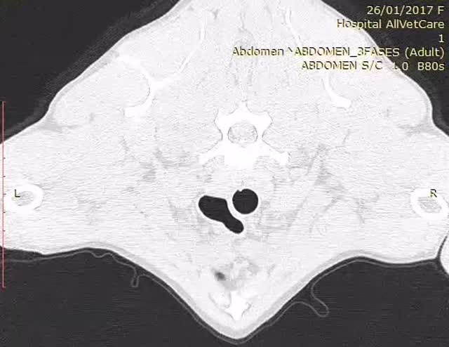 TAC: Neoplasia pulmonar com metástases em cão