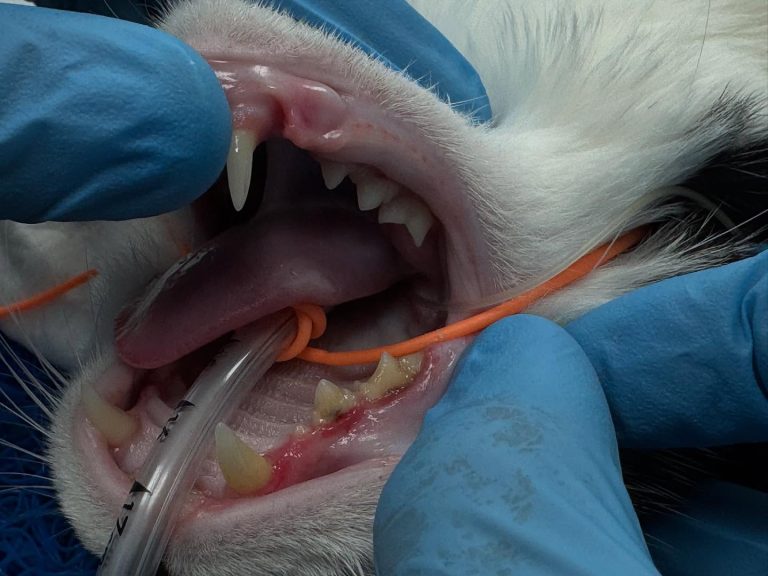 Dentisteria e Odontologia: Gengivite juvenil em gatos (imagem 1 de 3)