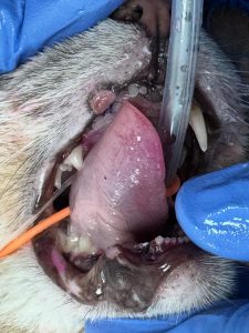Dentisteria e Odontologia: Trauma labial por contacto do canino (imagem 2 de 2)