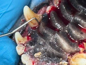 Dentisteria e Odontologia: Lesões periodontais ocultas em cães (imagem 4 de 5)