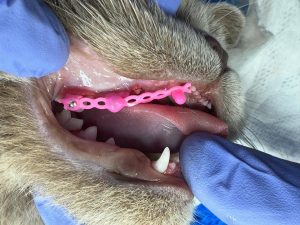 Dentisteria e Odontologia: Ortodontia veterinária para corrigir má oclusão (imagem 3 de 5)