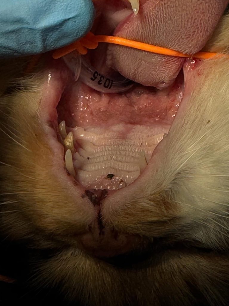 Dentisteria e Odontologia: Lesões orais que enganam (imagem 1 de 5)