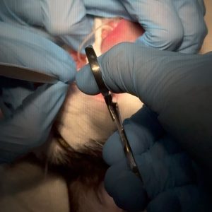 Endoscopia: Pólipos nasofaríngeos felinos e otite média (imagem 2 de 2)