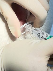 Ortopedia: Dor lombossagrada em cães e injeção epidural (imagem 3 de 4)