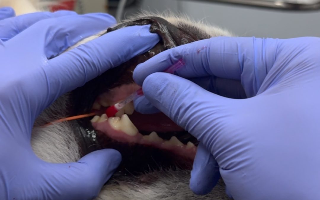 Reveladores de placa na saúde oral veterinária