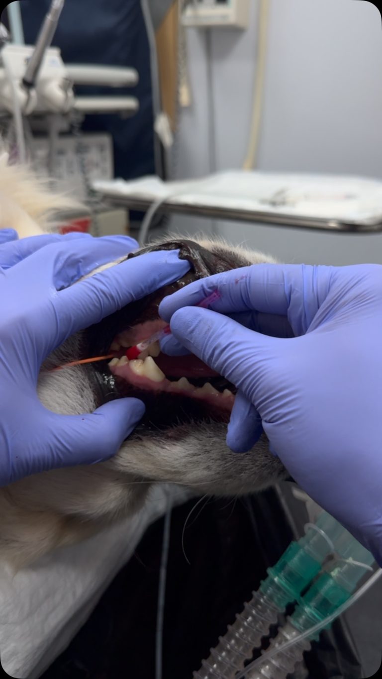 Dentisteria e Odontologia: Reveladores de placa na saúde oral veterinária