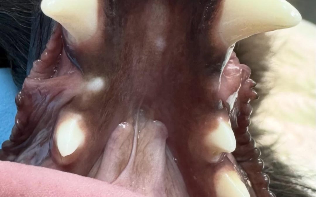 Dentes inclusos jovens e desafio eruptivo