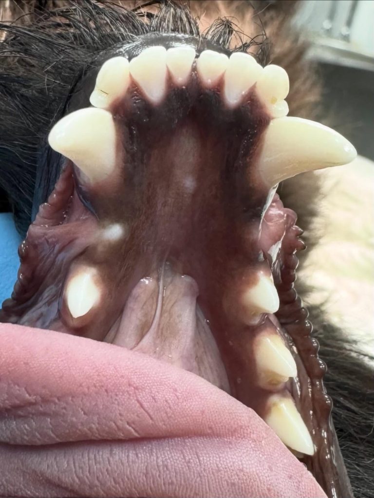 Dentisteria e Odontologia: Dentes inclusos jovens e desafio eruptivo (imagem 1 de 2)