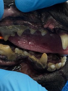 Dentisteria e Odontologia: Anestesia e doença periodontal em animais idosos (imagem 3 de 3)
