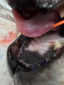 Dentisteria e Odontologia: Doença reabsortiva felina em gatos séniores (imagem 3 de 3)