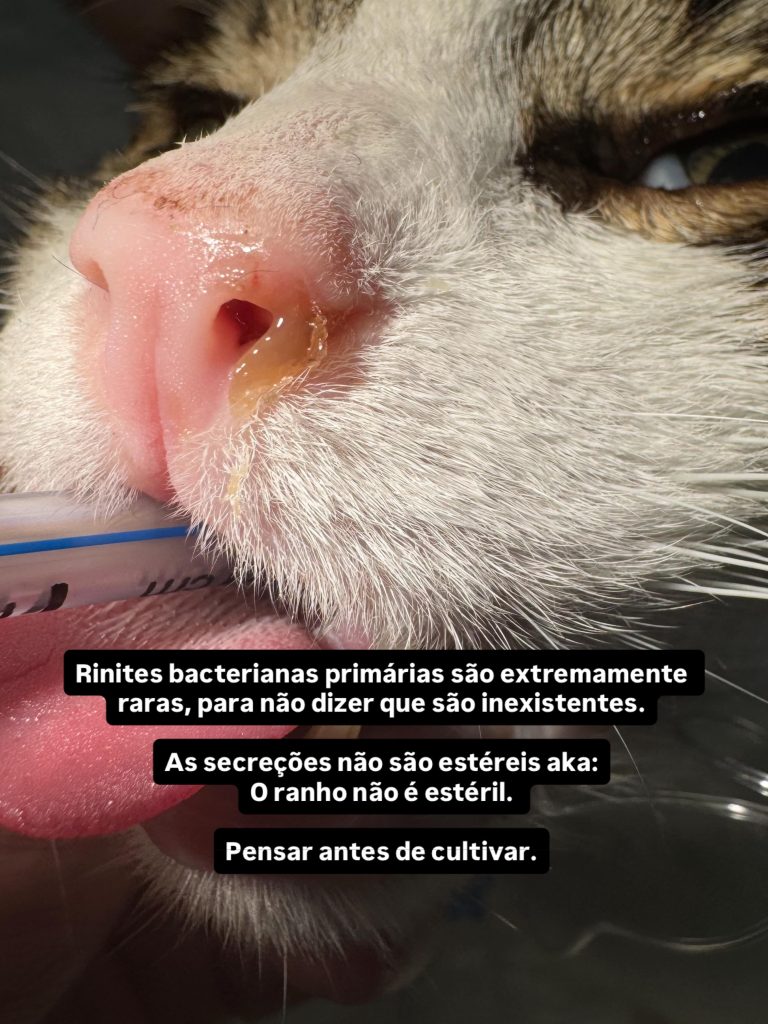 TAC: Rinorreia crónica em gatos