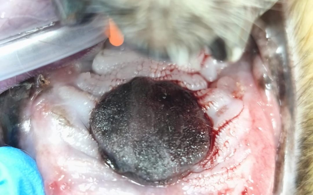 Melanoma oral em gatos