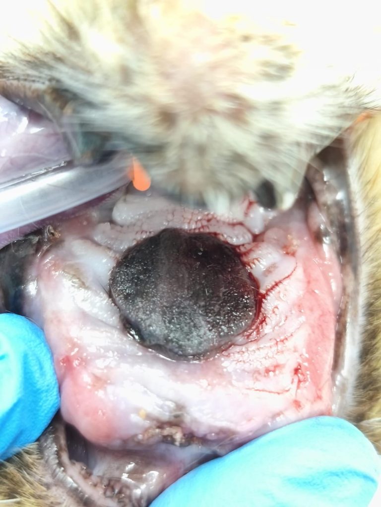 Oncologia: Melanoma oral em gatos (imagem 1 de 3)