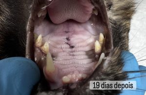 Ortopedia: Síndrome do gato voador em gatos (imagem 4 de 6)