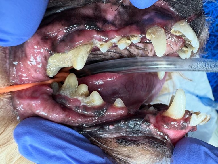 Dentisteria e Odontologia: Doença periodontal em raças pequenas (imagem 1 de 2)