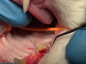 Dentisteria e Odontologia: Gengivite juvenil em gatos (imagem 2 de 3)