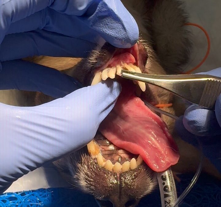 Mobilidade dentária exige tratamento urgente