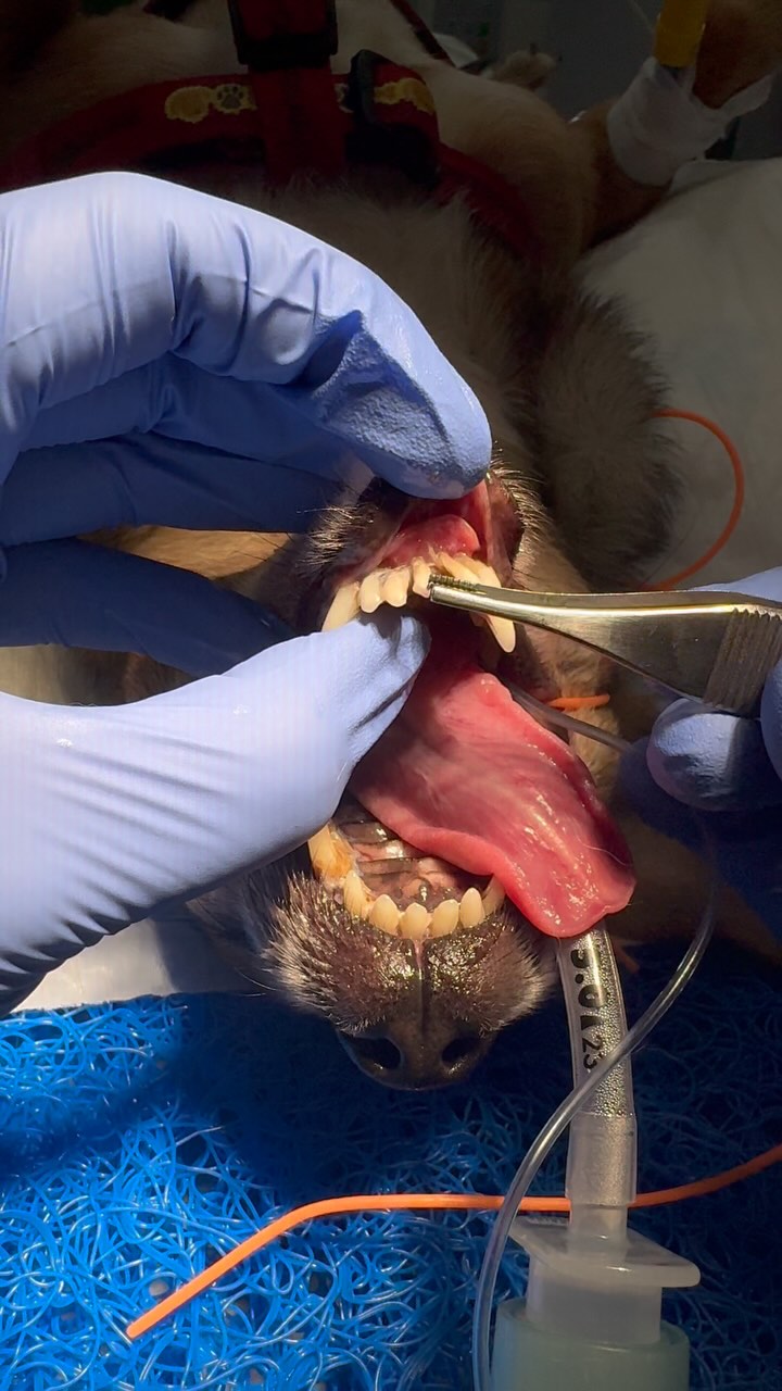 Dentisteria e Odontologia: Mobilidade dentária exige tratamento urgente