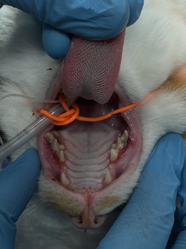 Dentisteria e Odontologia: Cicatrização oral após exodontias parciais (imagem 1 de 3)