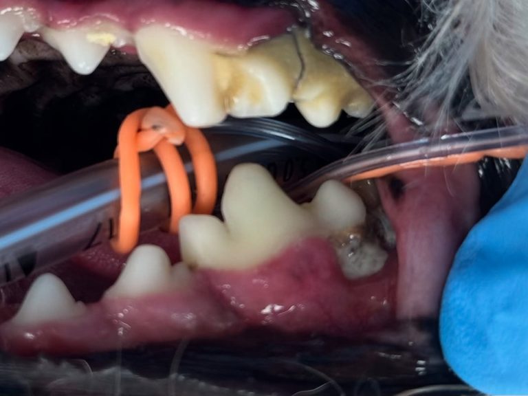 Dentisteria e Odontologia: Radiologia intraoral na doença periodontal (imagem 1 de 3)