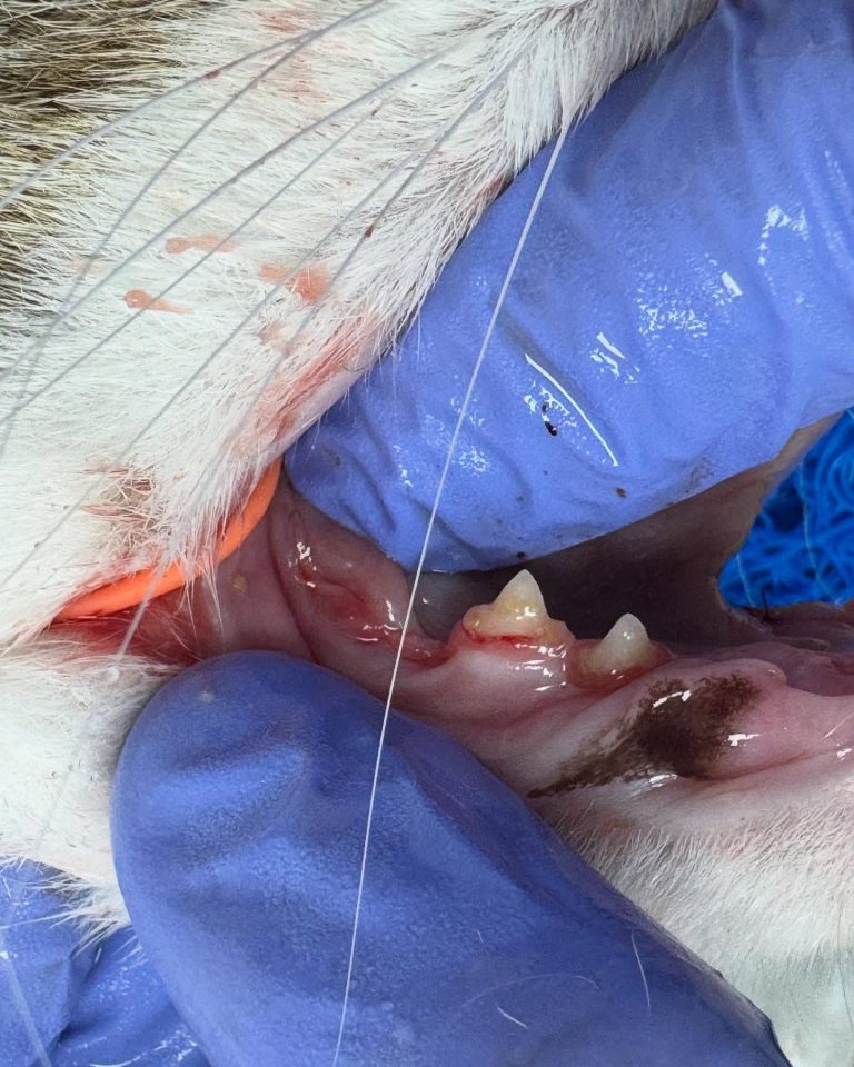 Dentisteria e Odontologia: Radiografia intraoral no tratamento periodontal (imagem 1 de 4)