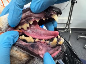 Dentisteria e Odontologia: Lesões periodontais ocultas em cães (imagem 1 de 5)