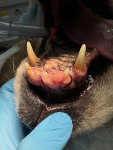 Oncologia: Ameloblastoma acantomatoso e margens cirúrgicas (imagem 2 de 3)