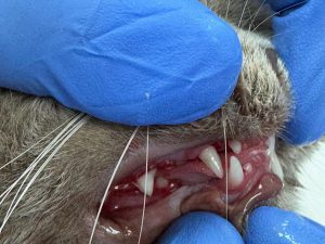 Dentisteria e Odontologia: Ortodontia veterinária para corrigir má oclusão (imagem 2 de 5)