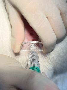 Ortopedia: Dor lombossagrada em cães e injeção epidural (imagem 2 de 4)