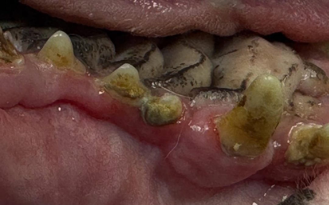 Apinhamento dentário em braquicefálicos