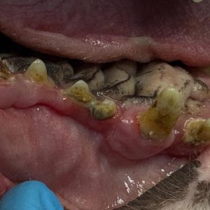 Dentisteria e Odontologia: Apinhamento dentário em braquicefálicos