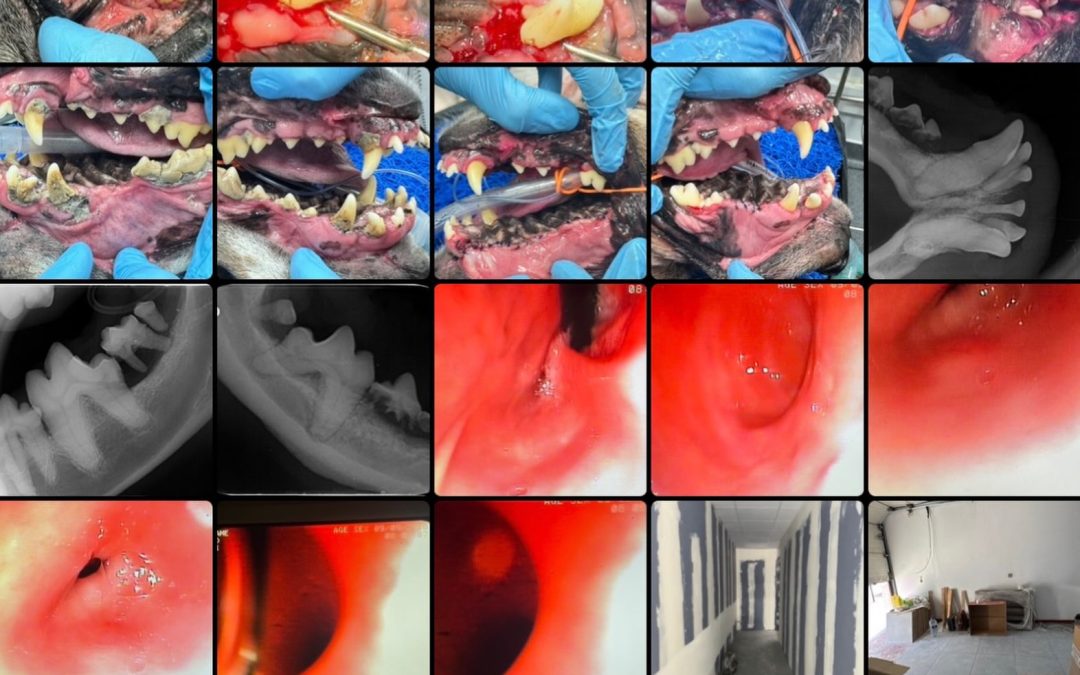 Endoscopia digestiva em corpo estranho