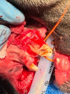 Dentisteria e Odontologia: Bloqueios loco-regionais em dentisteria (imagem 2 de 3)