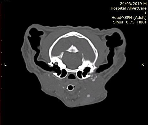 TAC: Rinite crónica felina de origem dentária (imagem 1 de 2)